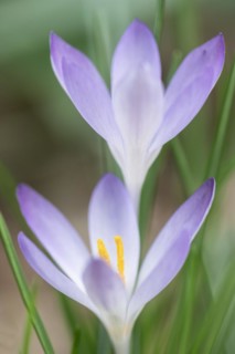 Woodland crocus (Crocus tommasinianus), Emsland, Lower Saxony, Germany, Europe