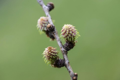 Larch (Larix decidua), female flowers, Emsland, Lower Saxony, Germany, Europe