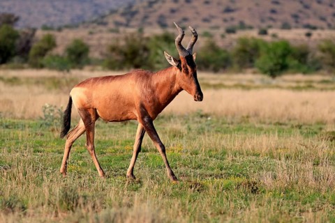 Red hartebeest (Alcelaphus buselaphus caama), Kaama, adult, running, foraging, alert, Mountain
