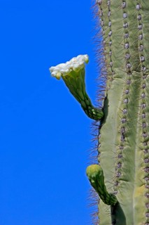 Saguaro (Carnegiea gigantea), blooming, flower, Sonora Desert, Arizona, North America, USA, North