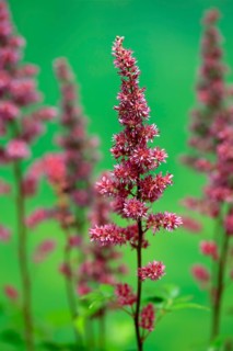 Astilbe, flowering, blossom, Elllerstadt, Germany, Europe