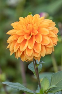Dahlia (Dahlia), Münsterland, North Rhine-Westphalia, Germany, Europe