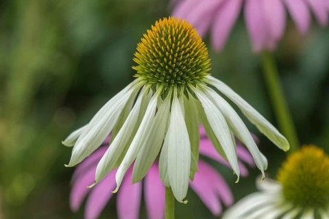 Echinacea purpurea, White Coneflower variety White Swan, North Rhine-Westphalia, Germany, Europe