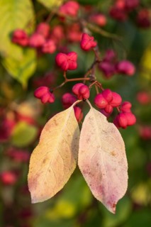 European spindle bush (Euonymus europaeus), Emsland, Lower Saxony, Germany, Europe
