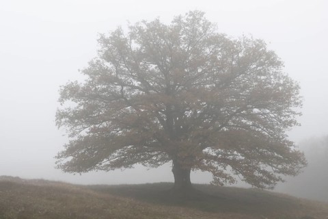 English oak (Quercus robur) in fog, Emsland, Lower Saxony, Germany, Europe