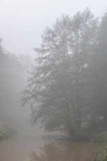 Alder trees (Alnus glutinosa) at a body of water in fog, Emsland, Lower Saxony, Germany, Europe