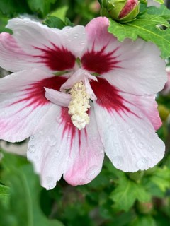 Althaea officinalis, rose mallow, shrub mallow, garden mallow, Syrian mallow, Sharon rose, festival