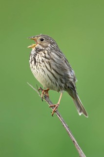 Corn bunting (Emberiza calandra, Miliaria calandra), calling while sitting on a branch, Lake
