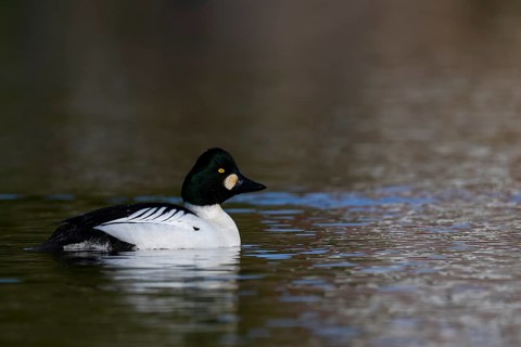 Common goldeneye (Bucephala clangula), Sweden, Europe