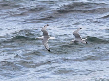 Black-legged kittiwake (Rissa tridactyla), two adult birds in flight, chasing each other, May,