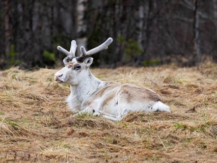 Reindeer (Rangifer tarandus), male resting on rough pasture, with velvet on developing horns, May,