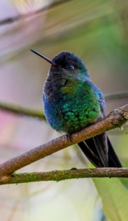 Fiery-throated hummingbird (Panterpe insignis) sitting on a branch, Los Quetzales National Park,