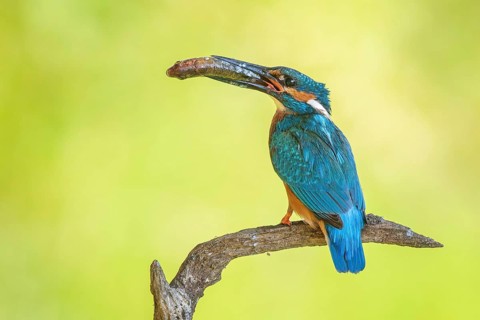 Kingfisher (Alcedo atthis) Indicator of clean watercourses, pair, male with fish as prey and food,