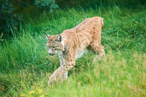 Eurasian lynx (Lynx lynx) walking through the grass, Wildpark Aurach, Kitzbühl, Tirol, Austria,