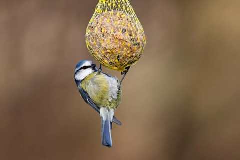 Blue tit (Parus caeruleus) hanging on a fat ball, bird feeding in winter, Schleswig-Holstein,
