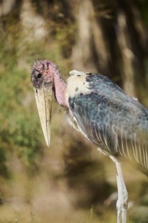 Marabou Stork (Leptoptilos crumenifer) portrait, Spain, Europe