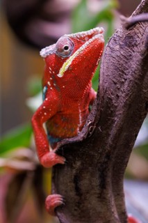Panther chameleon (Furcifer pardalis), Germany, Europe