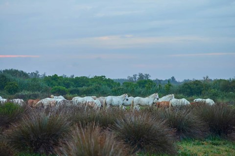 A herd of white Camargue horses grazing in a wide meadow under a cloudy sky, Camargue, France,