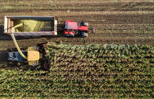 Maize harvest, combine harvester, chopper works its way through a maize field, the silage is pumped