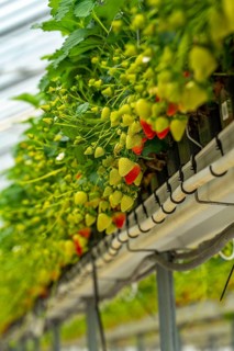 Strawberry cultivation in a greenhouse, strawberry plants with berries at different stages of