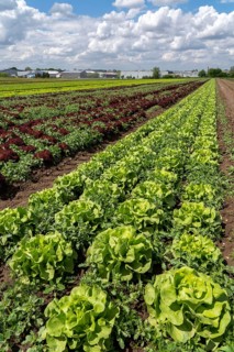 Agriculture, lettuce growing in a field, green lettuce, Lollo Bionda and Lollo Rossa, in long rows
