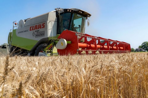 Agriculture, grain harvest, wheat, combine harvester harvesting in a wheat field, near