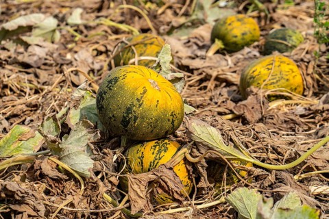 Field with Styrian oil pumpkins, partly dried up due to the drought in summer 2020, on the Lower