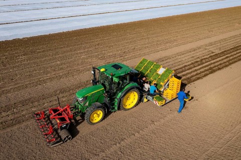 Vegetable cultivation, celery plants are planted in the field with a planting machine,