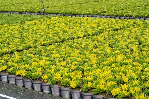 Horticultural business, broom heather plants, in flower pots, outdoors, Calluna vulgaris, North