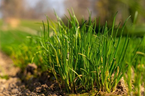 Agriculture, herb nursery, chives young plants, fresh in the field, field, planted