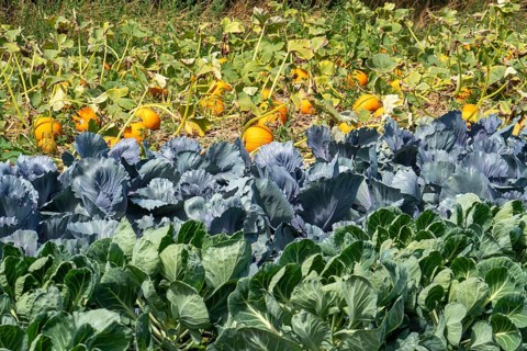 Vegetable cultivation, field with pumpkin, red cabbage and kohlrabi, near Krefeld, North