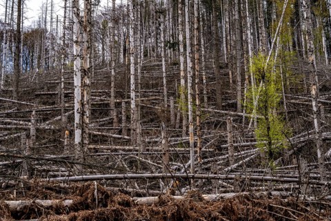 Dead spruce trees, broken by wind, lying in disarray, forest dieback in the Arnsberg Forest nature