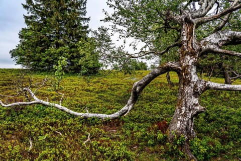Landscape on the Kahler Asten, mountain, in the Hochsauerland district, Hochheide, North