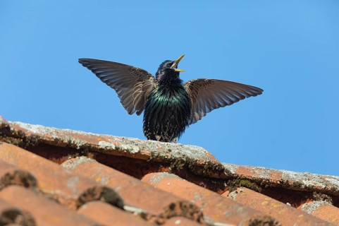 Common Starling (Sturnus vulgaris) adult male, in breeding plumage, singing and displaying on roof