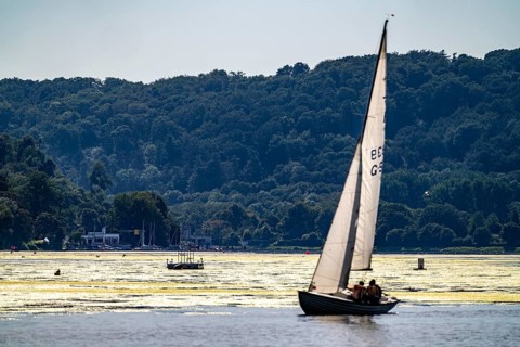 Green carpet of plants on Lake Baldeney in Essen, proliferating aquatic plant Elodea, waterweed, an