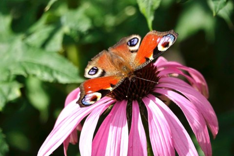 European peacock (Inachis io), summer, Saxony, Germany, Europe