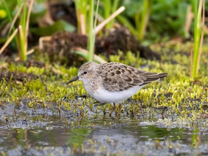 Temminck's Stint (Calidris temminckii), foraging in stream, Finnmark, Norway, Europe