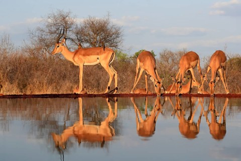 Black Heeler Antelope (Aepyceros melampus), adult, group, female, male, at the water, drinking,