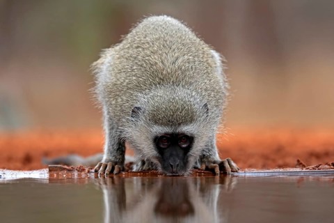 Vervet Monkey (Chlorocebus pygerythrus), adult, drinking, at the water, Kruger National Park,