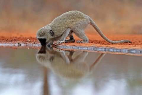 Vervet Monkey (Chlorocebus pygerythrus), adult, drinking, at the water, Kruger National Park,
