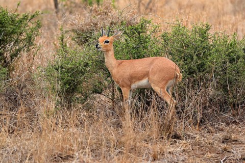 Steenbok (Raphicerus campestris), adult, male, feeding, vigilant, dwarf antelope, Kruger National