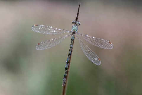Lestes virens (Lestes virens), Emsland, Lower Saxony, Germany, Europe