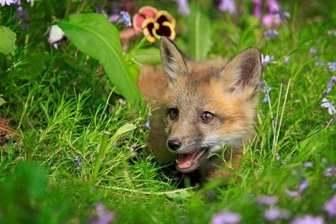 Red fox (Vulpes vulpes), young animal, meadow, flower, ten weeks old, portrait, Montana, USA, North