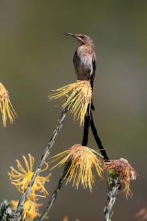 Cape Honeybird (Promerops cafer), adult, male, on flower, Protea, vigilant, Kirstenbosch Botanical