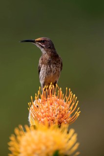 Cape Honeybird (Promerops cafer), adult, male, on flower, Protea, singing, Kirstenbosch Botanical