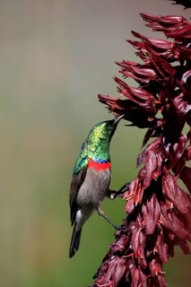 Cape Sunbird (Cinnyris chalybeus), adult, foraging, feeding, on giant honey flower (Melianthus
