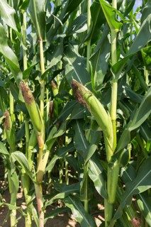 Symbolic image, renewable energies, maize plants, biogas plant, feed maize, maize cobs, detail,