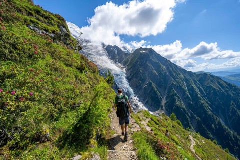 Mountaineer between alpine roses on a hiking trail, impressive mountain landscape with glacier,