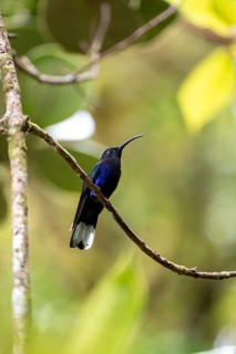 Purple hummingbird wing (Campylopterus hemileucurus), blue hummingbird sitting on a branch,