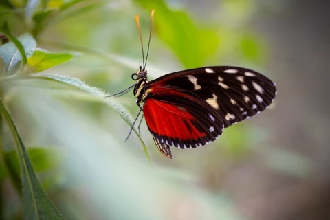 Tarricina half glasswing (Tithorea tarricina pinthias), red black butterfly sitting on a leaf,